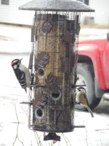 Downy woodpecker and chickadee
